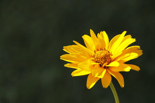 Arnika (Arnica montana) – Die Heilpflanze der Berge