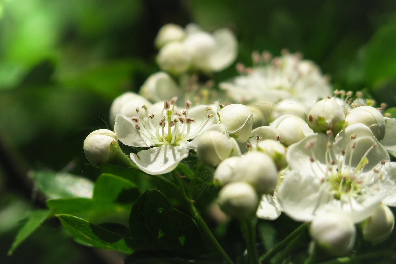Doppelherz garlic capsules with mistletoe + hawthorn 480 pieces.