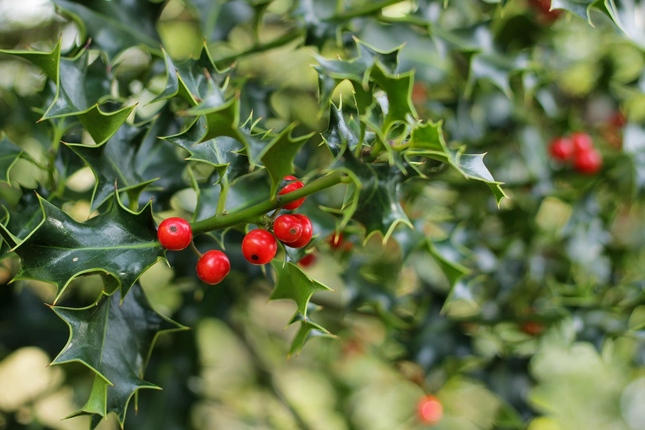 Doppelherz garlic capsules with mistletoe + hawthorn 480 pieces.