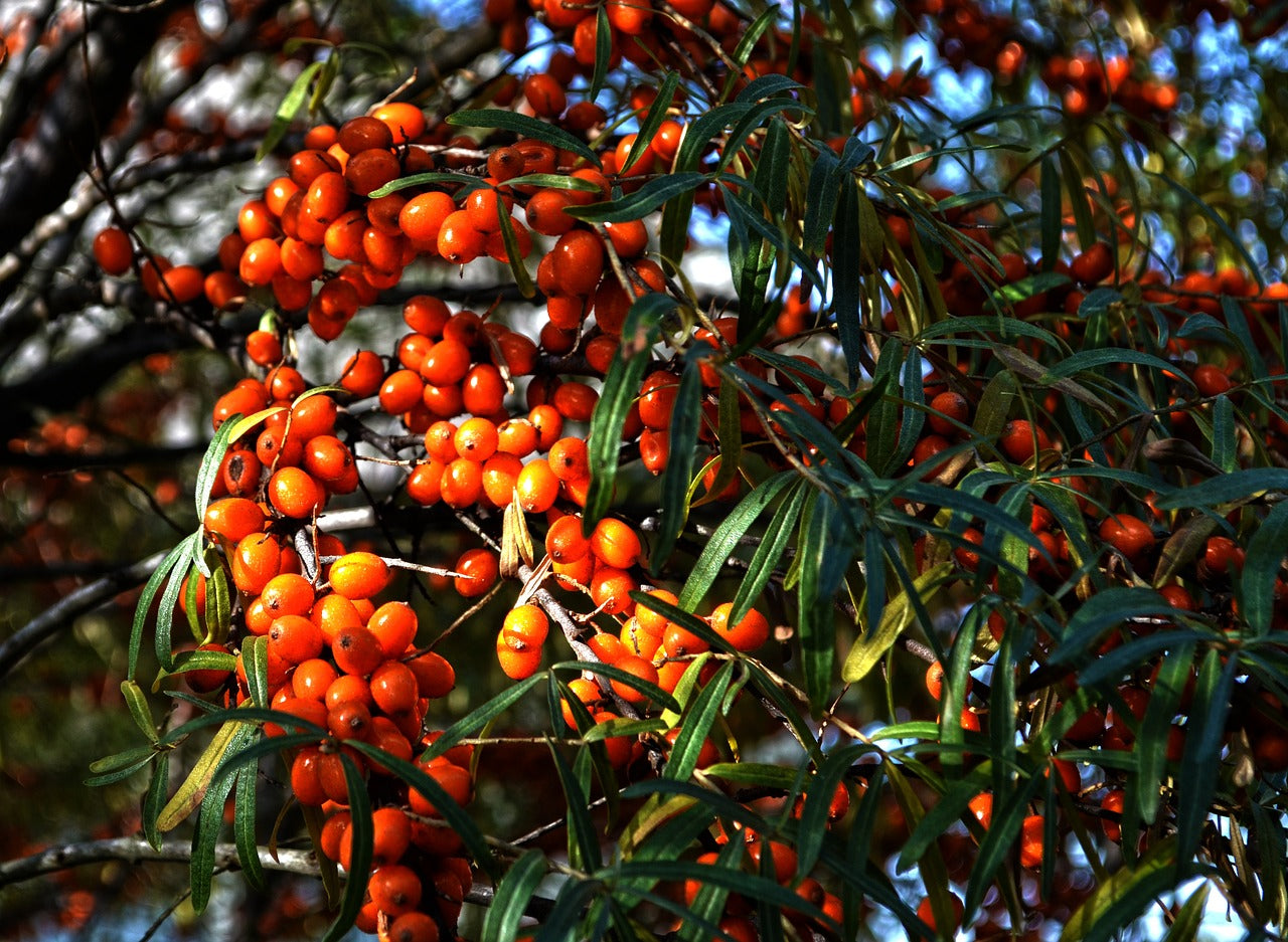 Allcura Sea Buckthorn Oil Capsules 90 pcs.