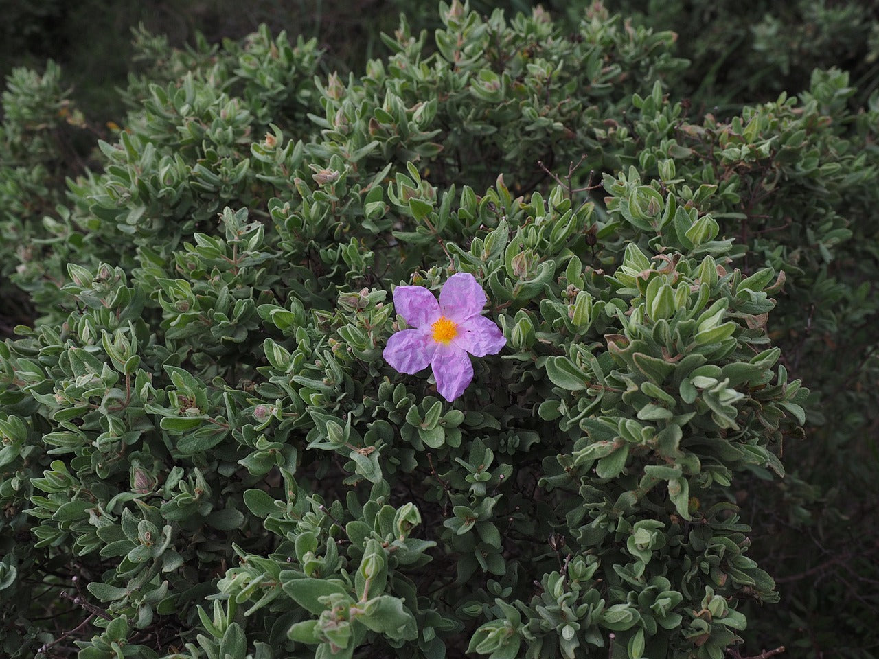 Bergland 蜂膠喉嚨噴霧(含岩薔薇和鼠尾草)20ml