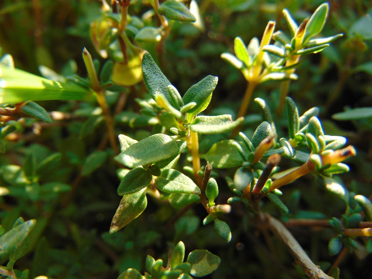 Bergland 蜂膠喉嚨噴霧(含岩薔薇和鼠尾草)20ml