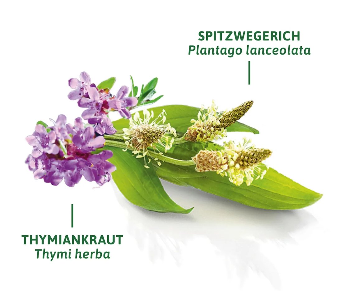 巴特海爾布倫納藥用祛痰茶（8個茶包），12克