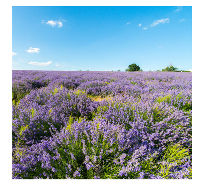 Weleda  Lavendel Geschenkset 300ml