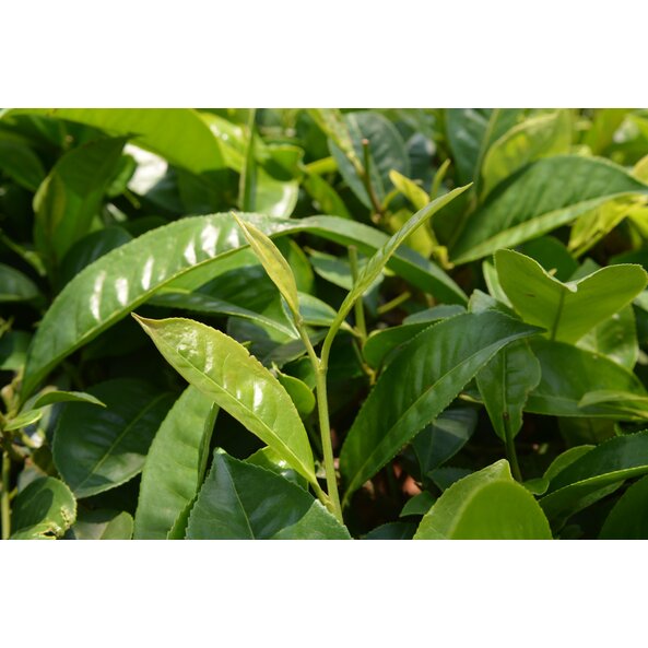 Teepflanze Camellia sinensis, aus deren Blättern der Schwarztee für SONNENTOR Earl Grey stammt