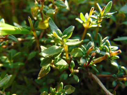 Bergland 蜂膠喉嚨噴霧（含岩薔薇和鼠尾草）20ml